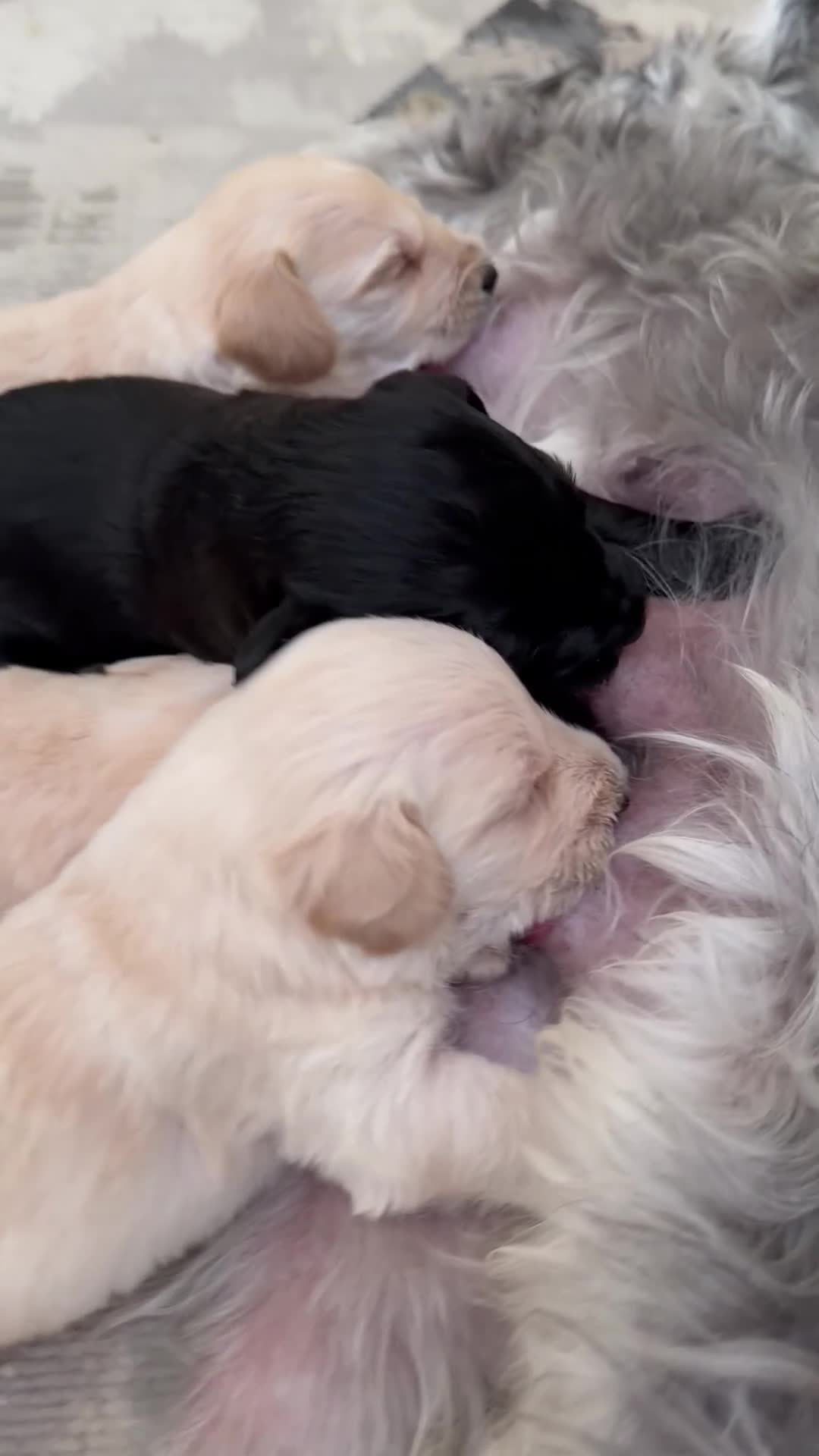 Schnoodle dogs for sale: Beautiful F1 Schnoodle Puppies - Video 4