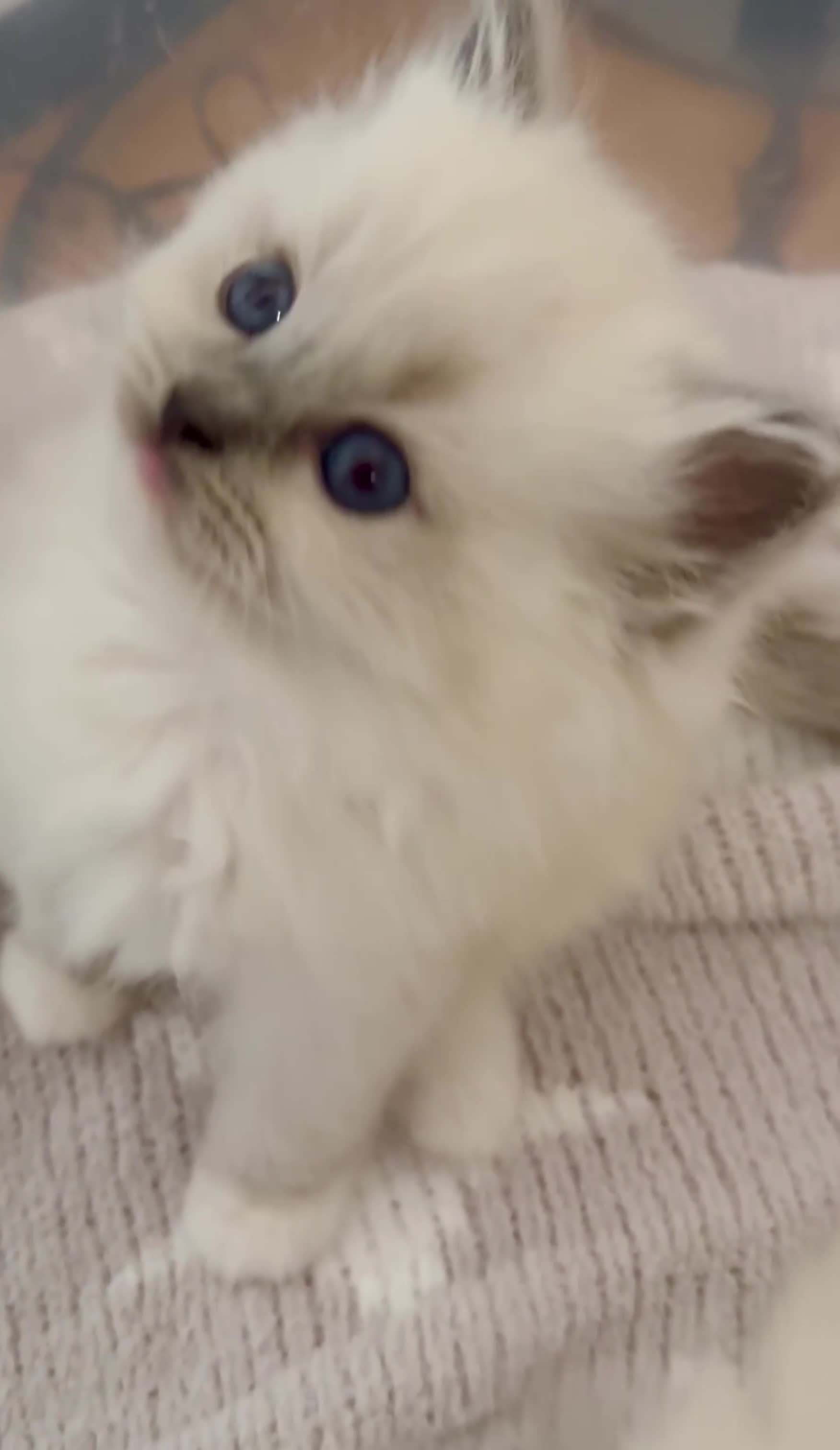 Ragdoll cats for sale: Waiting list is open for our next litter 🐱  - Video 1