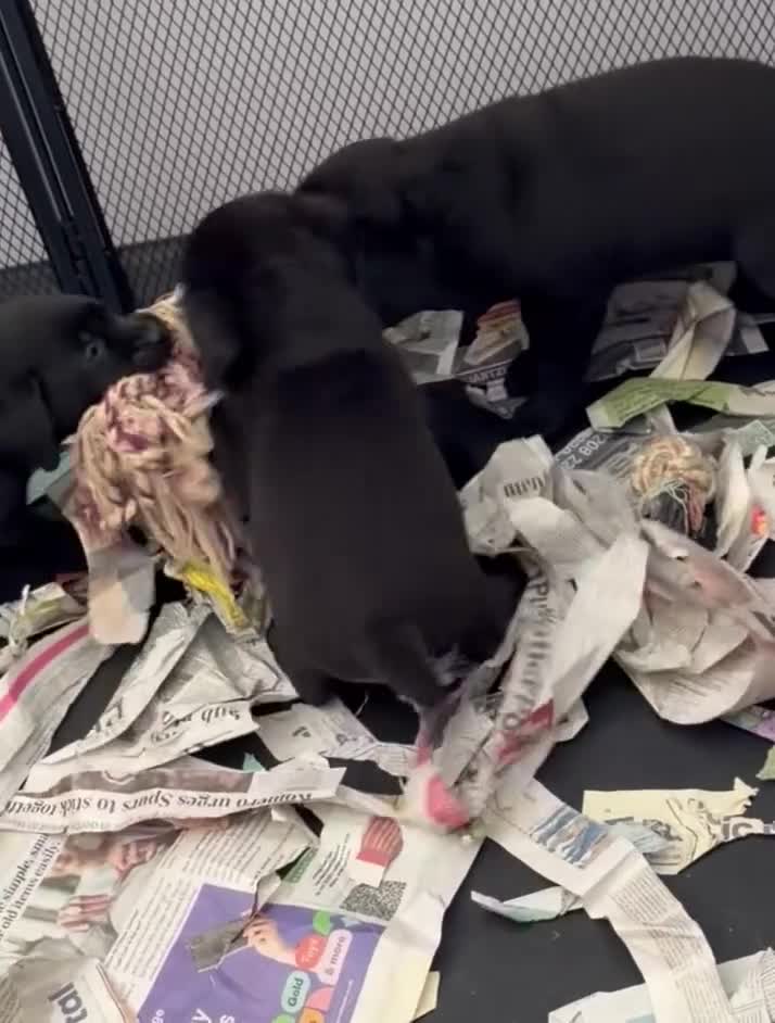 Labrador Retriever dogs for sale: Top quality pedigree lab puppies - Video 1