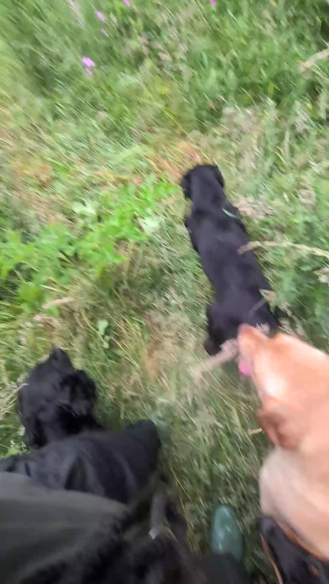 Labrador Retriever dogs for sale: 3 year old non KC lab - Video 1
