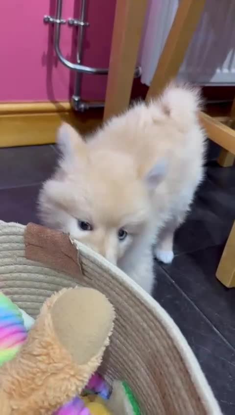 Pomsky dogs for sale: Amazing pomsky puppies - Video 5