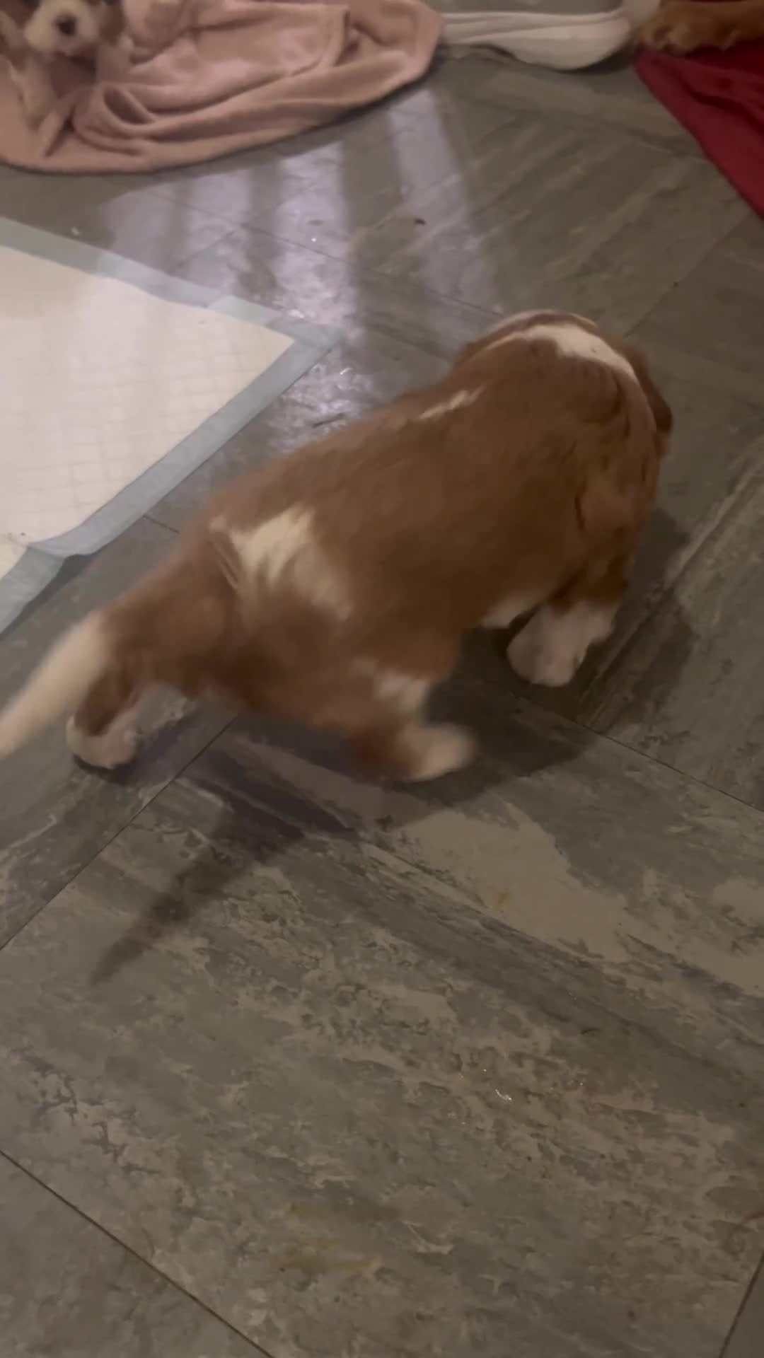 Cavalier King Charles Spaniel dogs for sale: Beautiful King Charles pups - Video 1