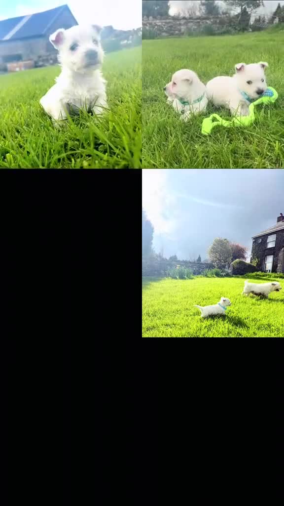 West Highland Terrier dogs for sale: Quality KC registered West Highland Terrier Pups - Video 1