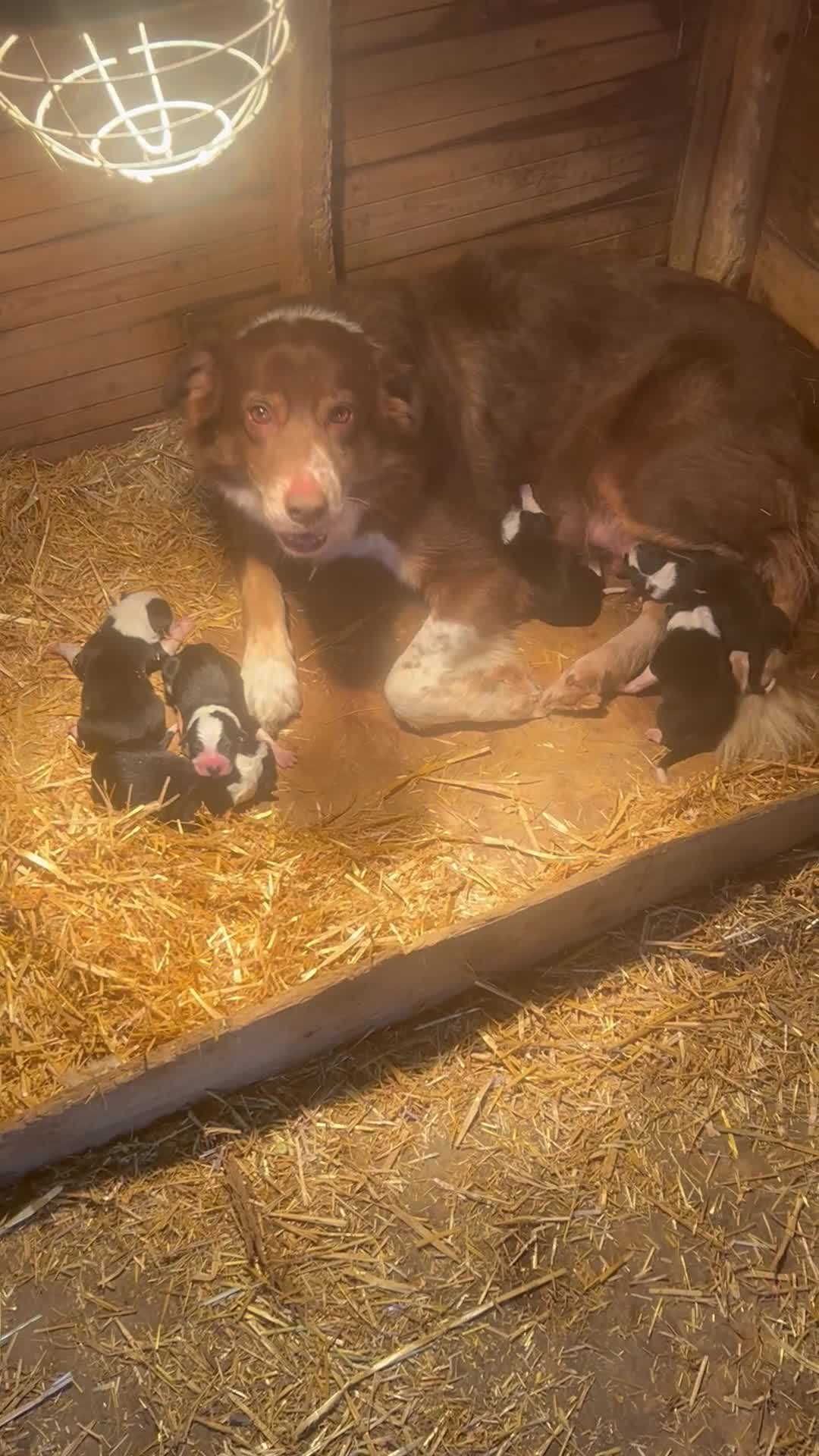 Border Collie dogs for sale: Gorgeous Border Collie - Video 1