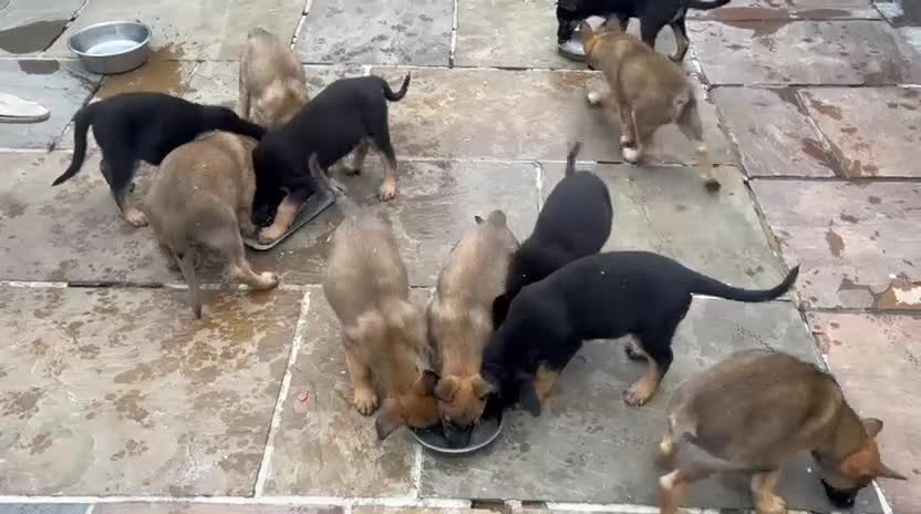Mixed Breed dogs for sale: Czech shepherd x Belgium malinois - Video 1