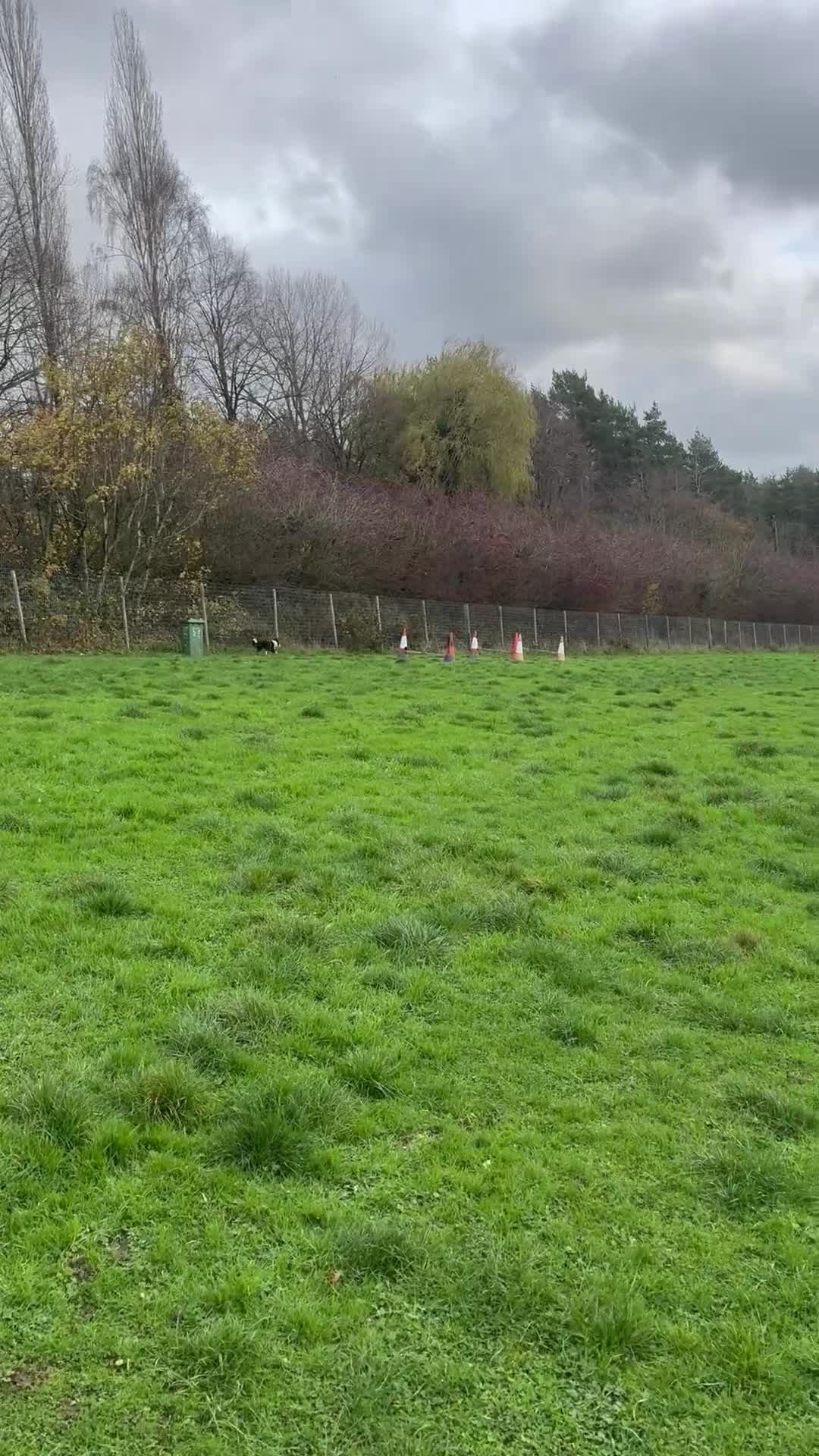 Border Collie dogs for sale: Jasmine 3years old  - Video 1