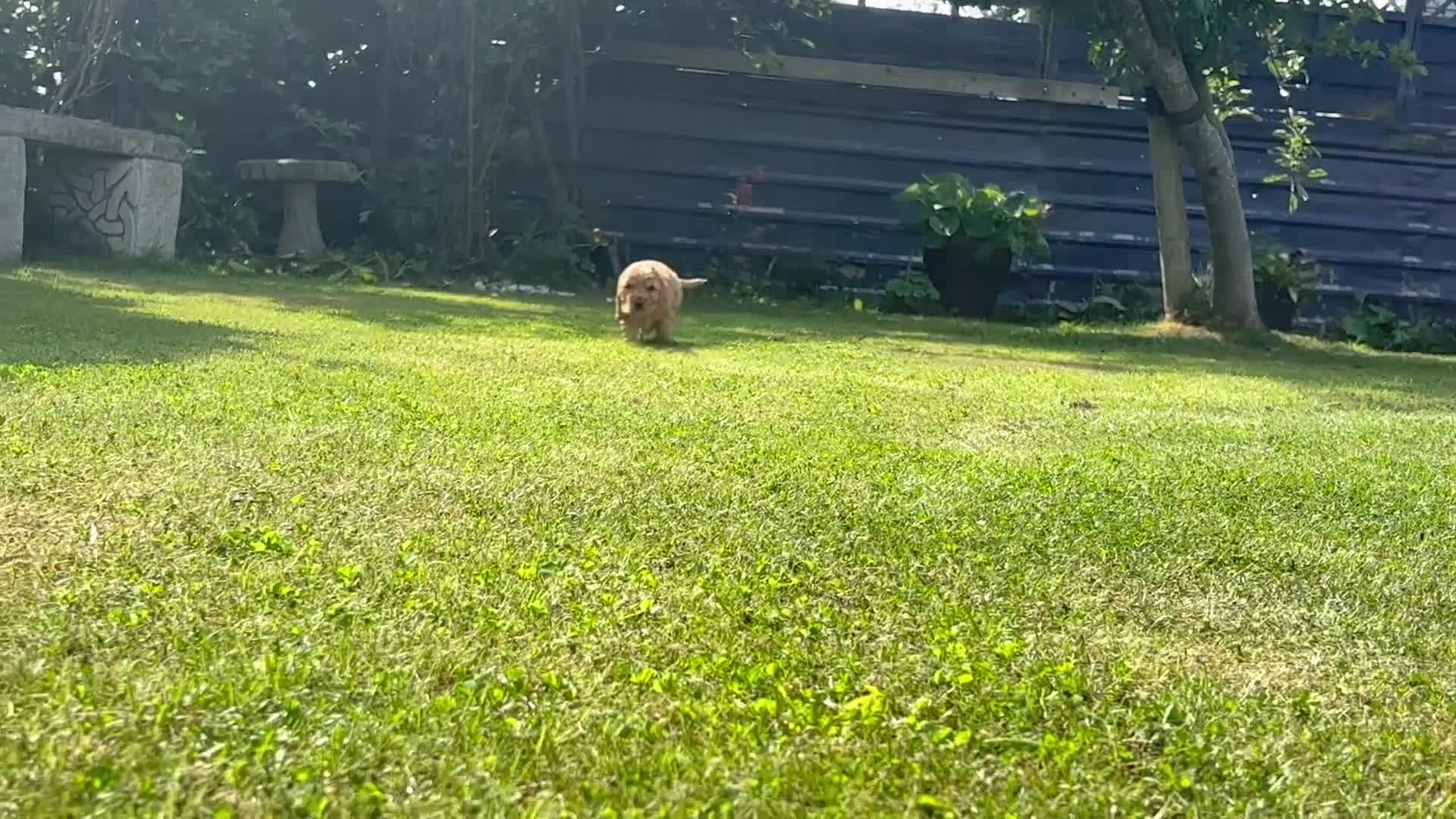 Cocker Spaniel dogs for sale: Gorgeous show type cocker spaniels - Video 3