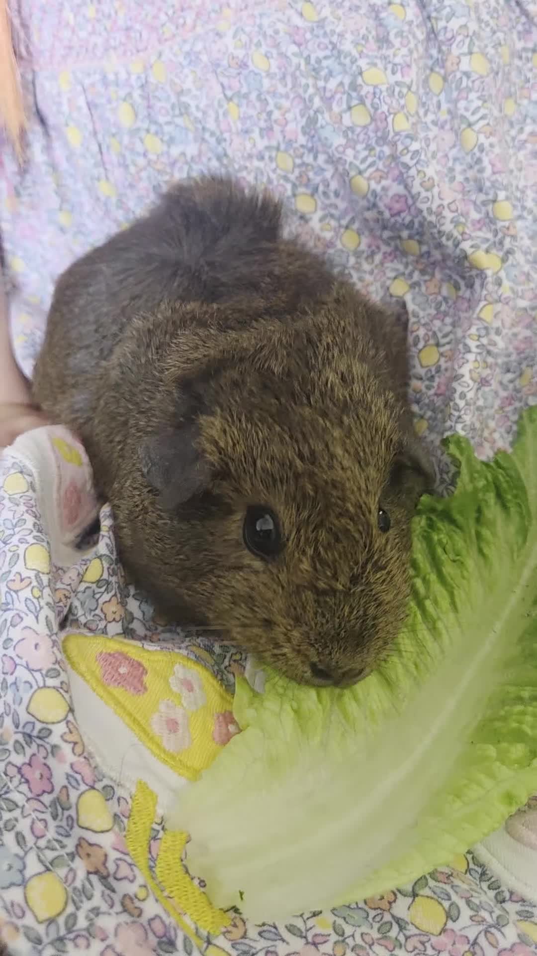 Guinea Pig rodents for sale: READY NOW. 2 young Sister Guinea Pigs - Video 1