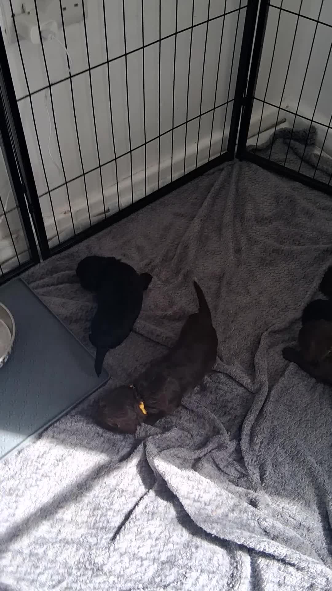 Cockapoo dogs for sale: Cockapoo 1 LEFT BOY  SOLD - Video 2