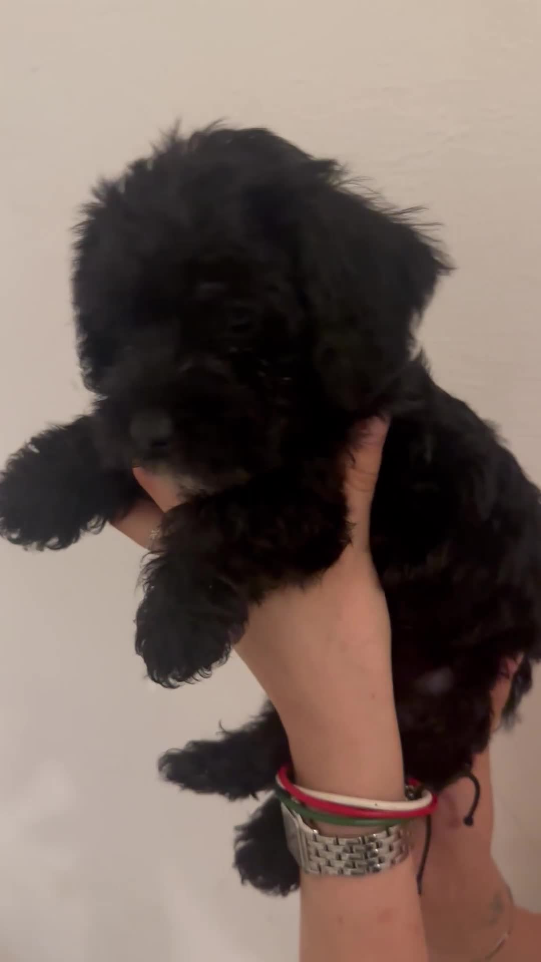 Yorkiepoo dogs for sale: 5 Beautiful F1 Yorkiepoo’s - Video 3