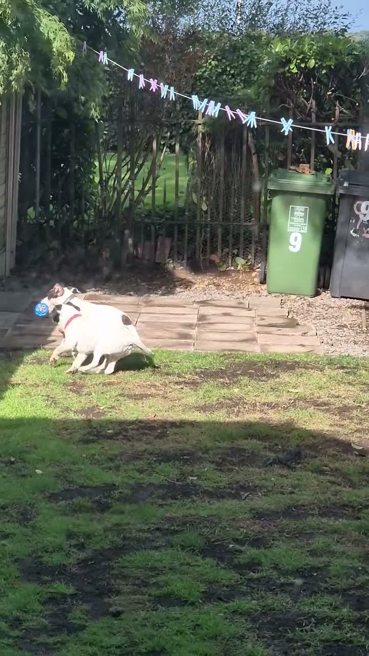 Mixed Breed dogs for sale: Cupcake and Rocco - Video 1