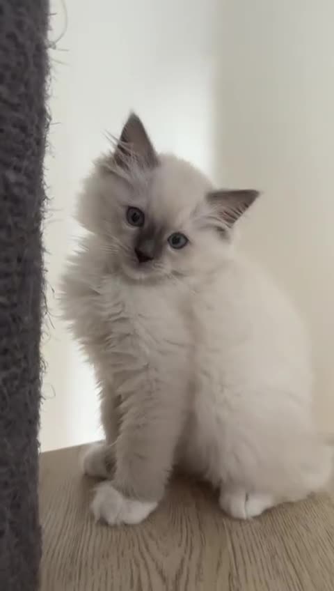 Ragdoll cats for sale: Stunning GCCF reg ragdoll kittens available now  - Video 1