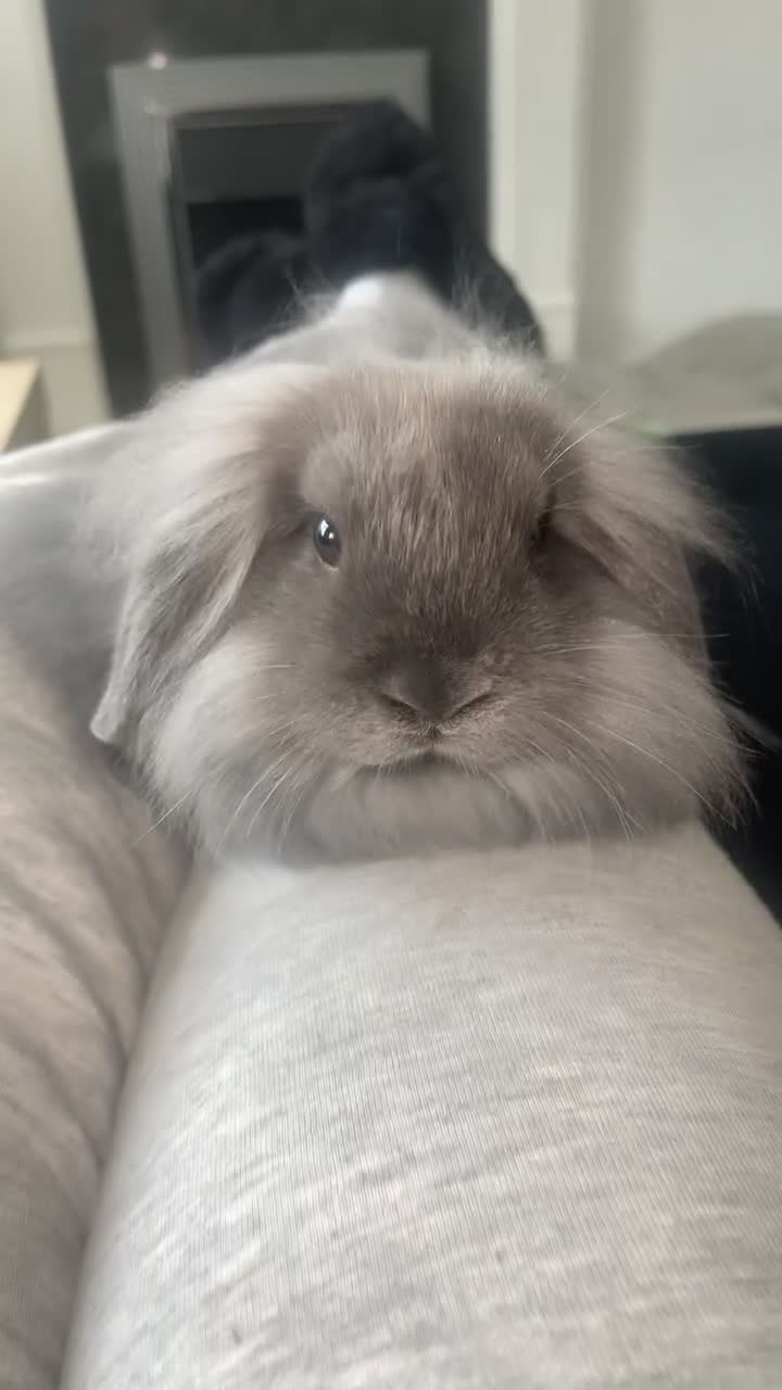 Lionhead rabbits for sale: Male baby lion head rabbit and mini lop  - Video 2