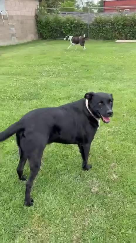 Mixed Breed dogs for adoption: Kofi foster or adopt please - Video 4