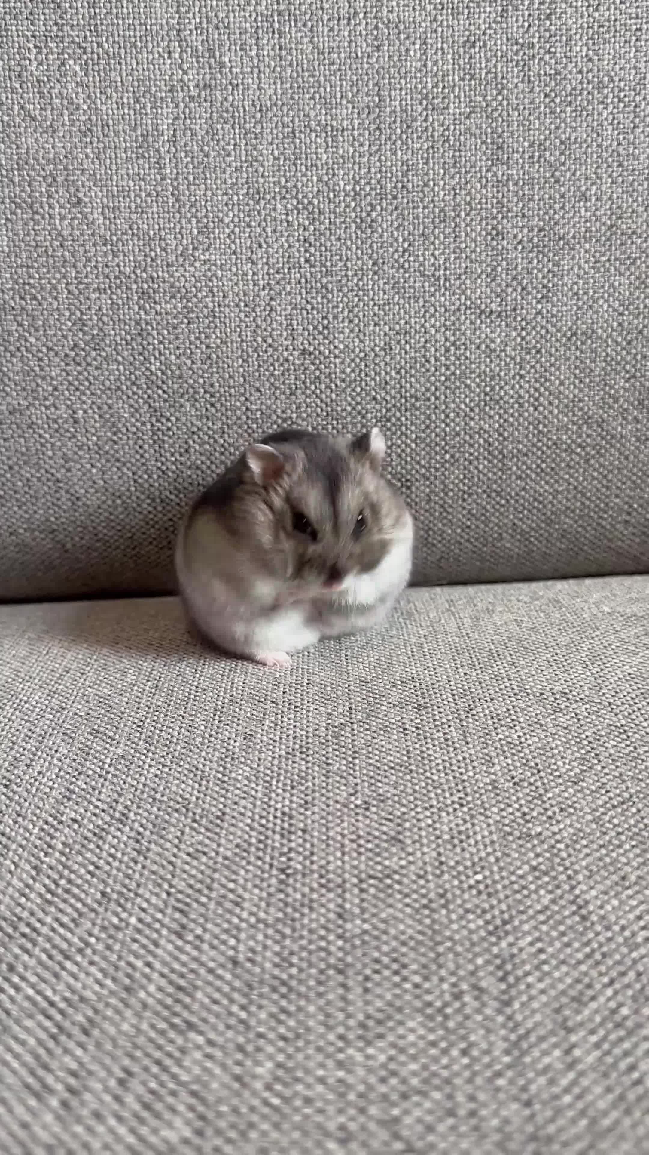 Hamster rodents for sale: Dwarf screaming hamster with cage - Video 2