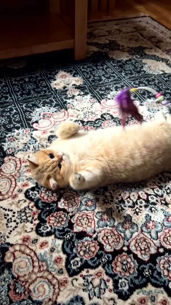 British Shorthair cats for sale: Male Golden British Shorthair  - Video 1