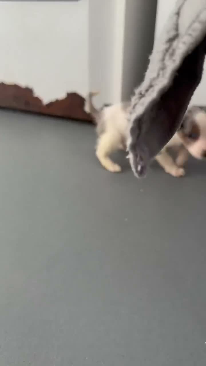 Jack Russell dogs for sale: Last Boy Puppy Remaining!  - Video 1