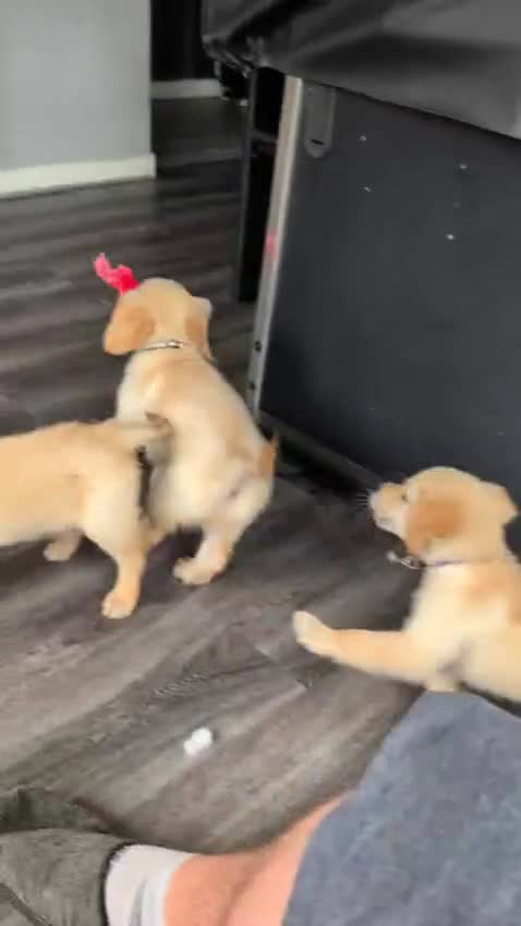 Golden Retriever dogs for sale: Kennel Club Reg Golden Retriever Puppies - Video 1