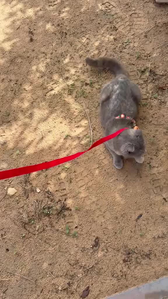 Arabian Mau cats for adoption: Bella  - Video 1