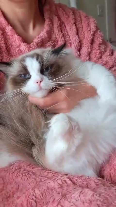 Ragdoll cats for sale: Tica registered exceptional  Ragdolls  - Video 4