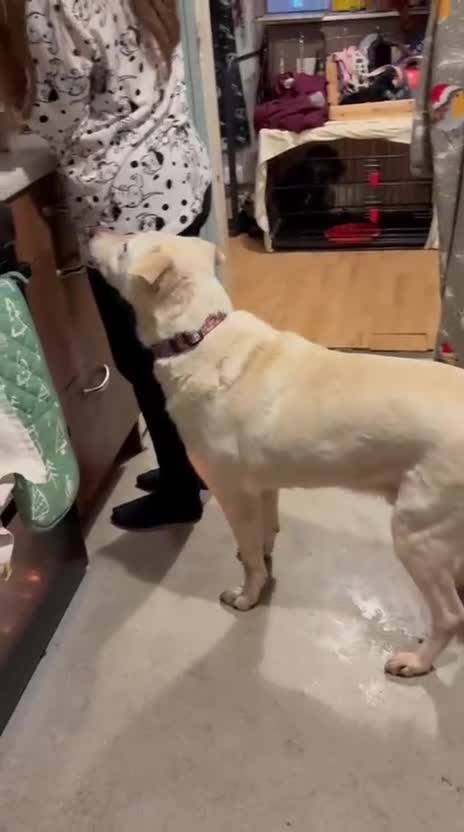 Mixed Breed dogs for sale: Awesome Oliver - Video 2