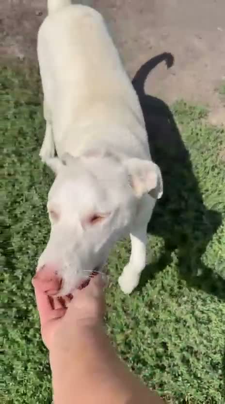 Mixed Breed dogs for adoption: 🐾❤️TALIA WISHES SHE HAD A FAMILY OF HER OWN❤️🐕🐾 - Video 2