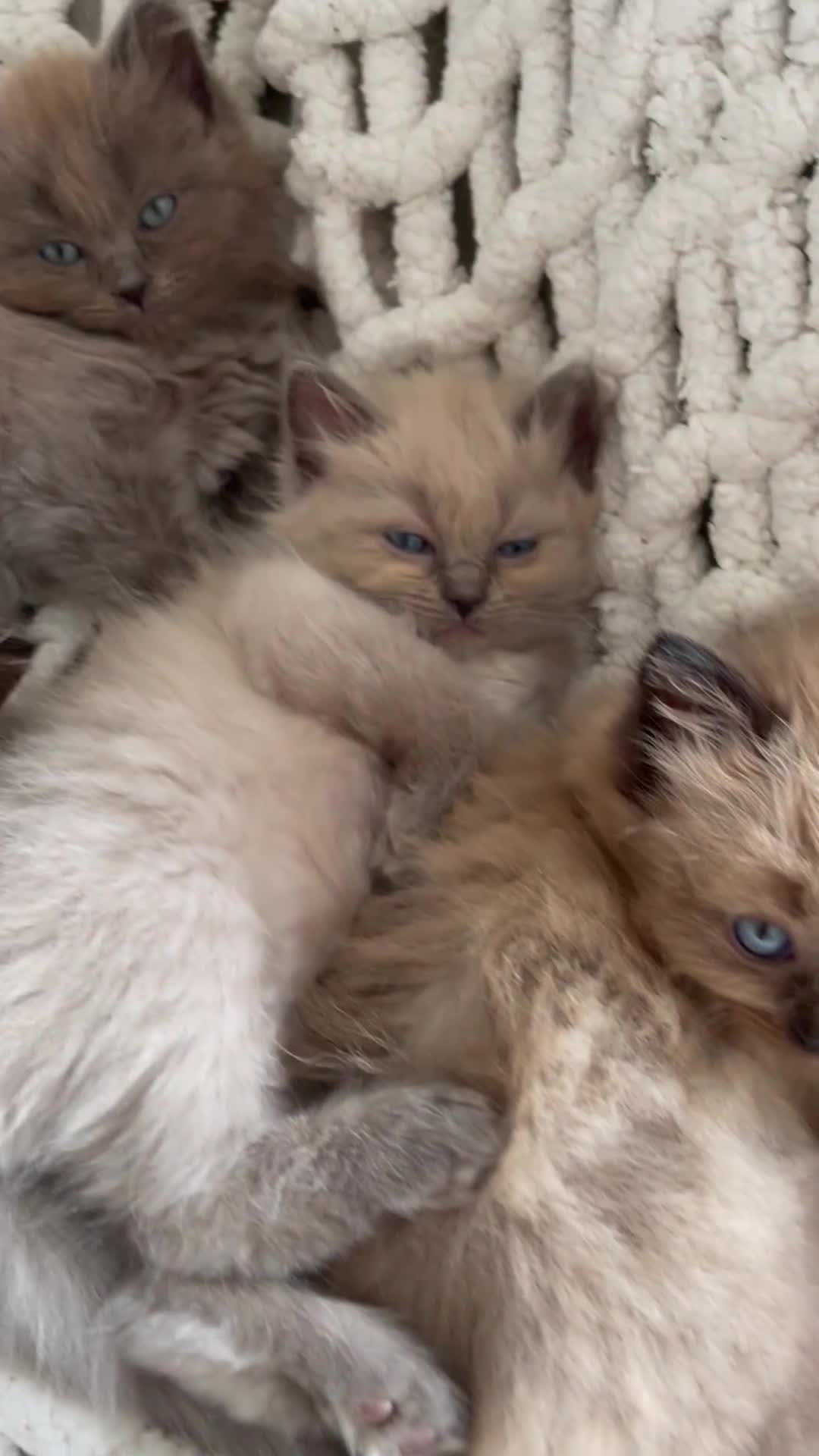 Ragdoll cats for sale: 5 Purebred kittens for SALE - Video 2