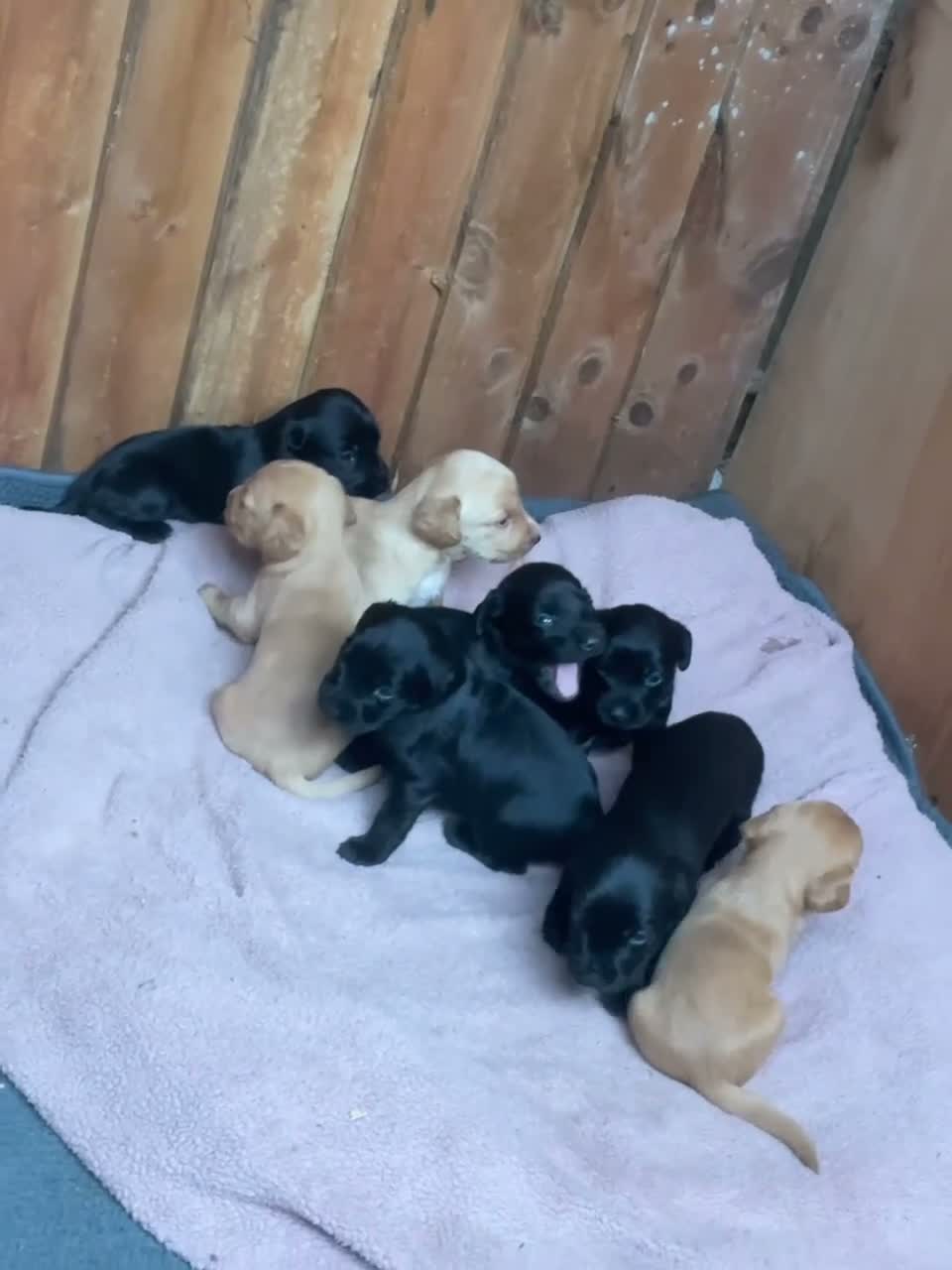 Mixed Breed dogs for sale: Labrador x spaniel pups - Video 1