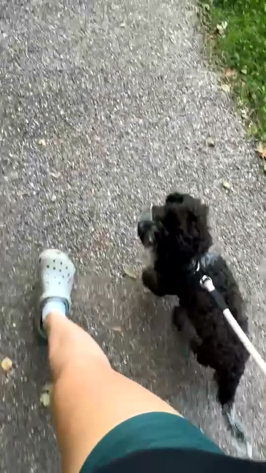 Cockapoo dogs for sale: Blue Roan Cockapoo  - Video 1