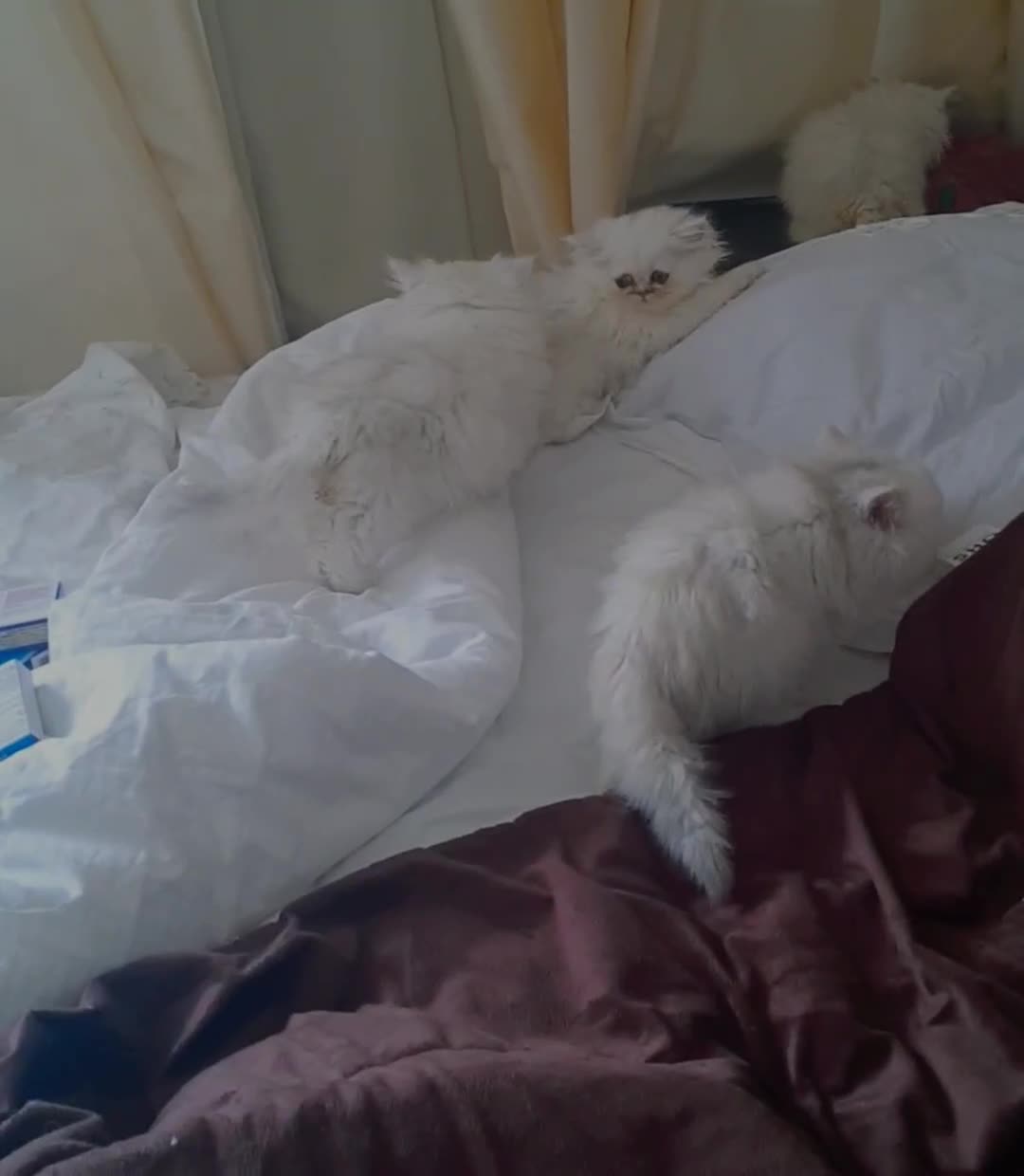 Persian cats for sale: Quality pure bred white tipped kittens - Video 4