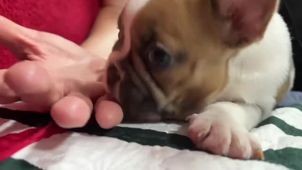 French Bulldog dogs for sale: Male French bulldog puppy  - Video 1