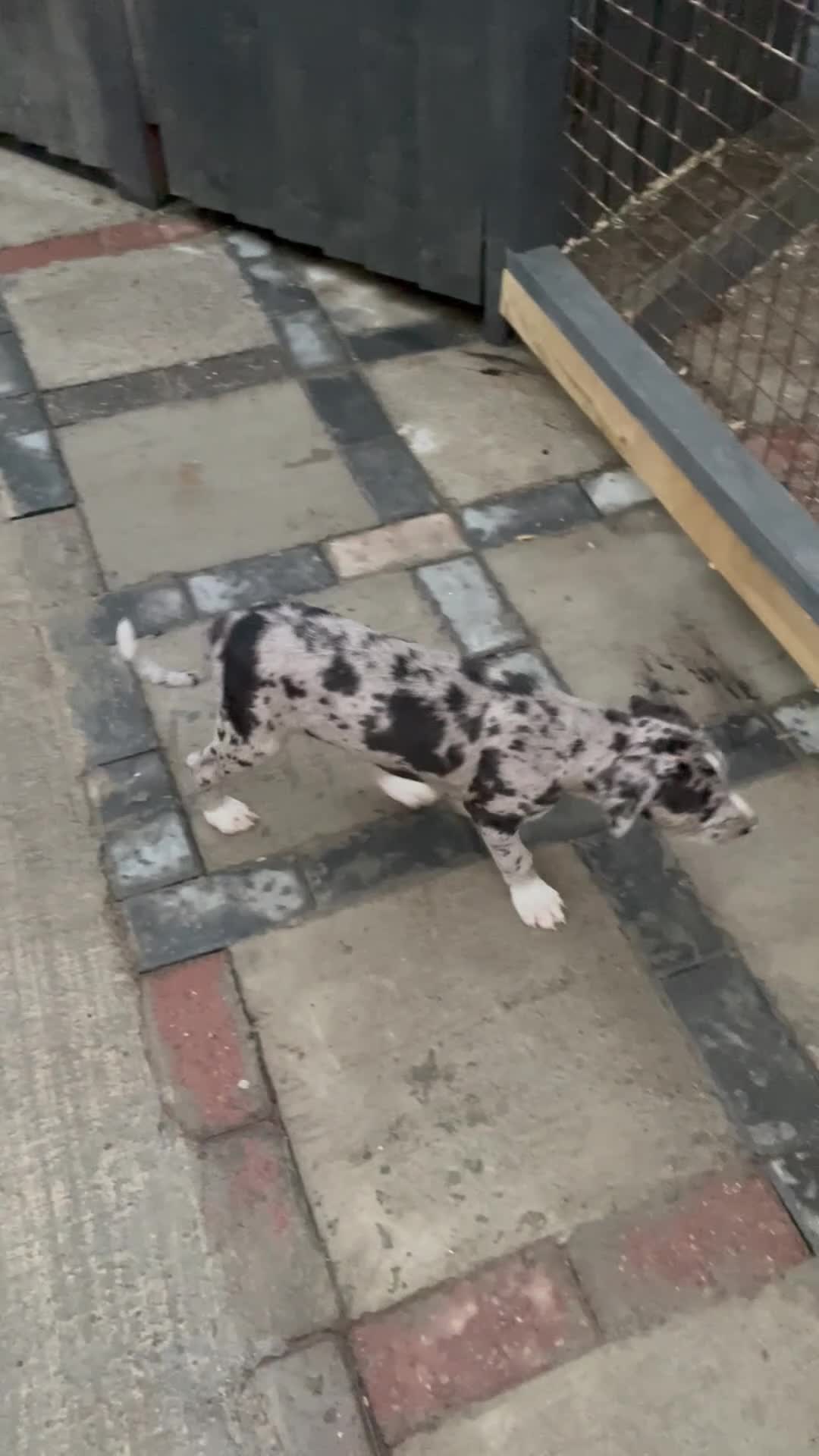 Lurcher dogs for sale: Wheaton bull grey puppy  - Video 1