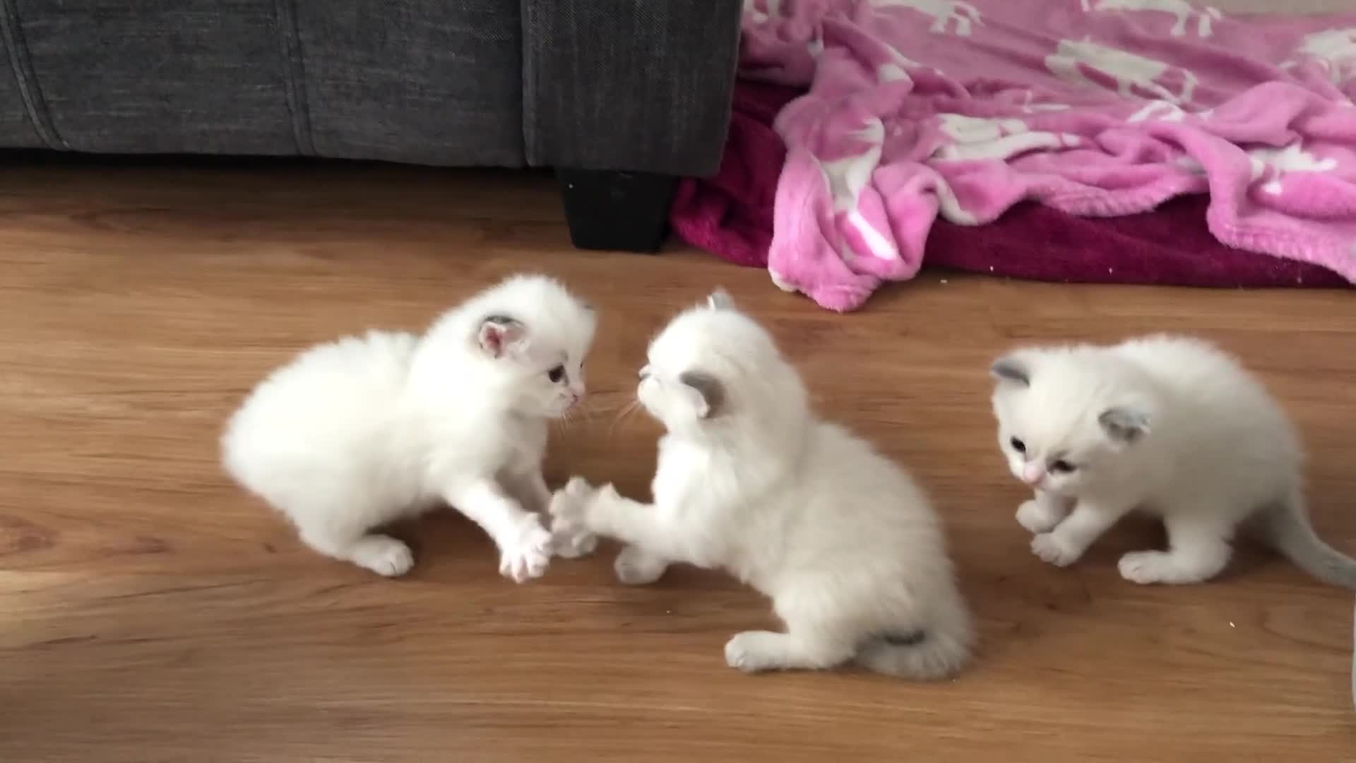 Ragdoll cats for sale: Blue lynx ragdoll kittens  - Video 3