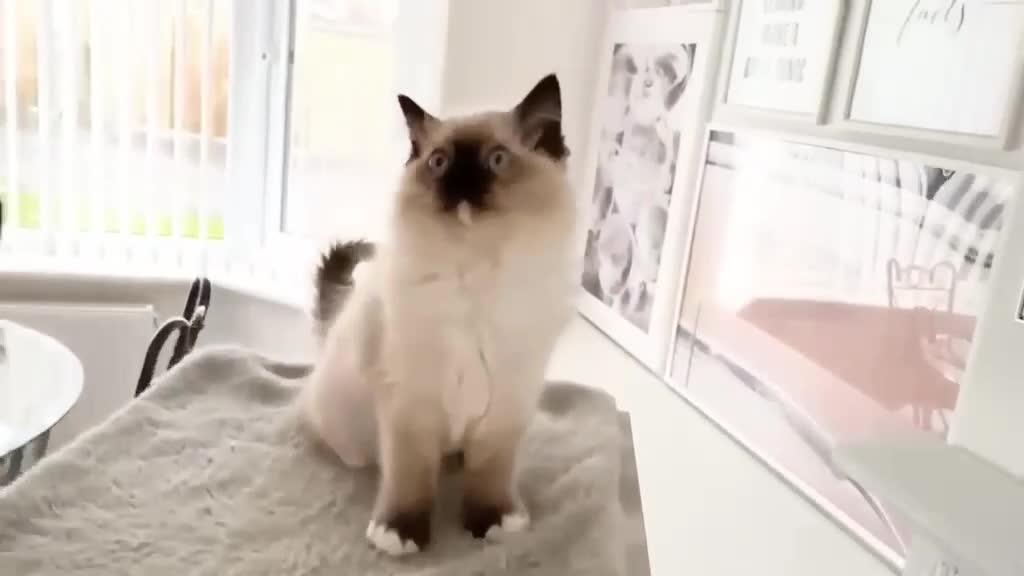 Ragdoll cats for sale: GCCF REGISTERED RAGDOLL FEMALE KITTEN - Video 1