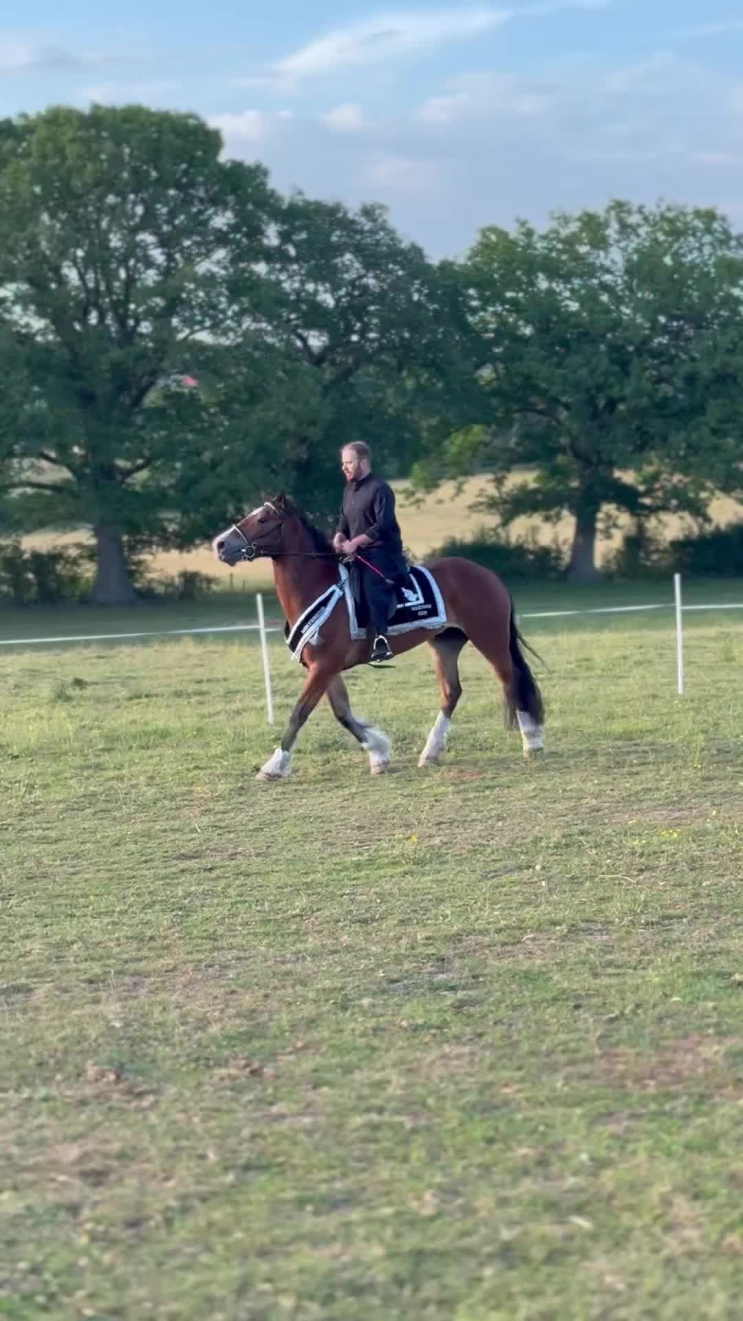 Welsh Section D horses for sale: Horse for sale  - Video 1