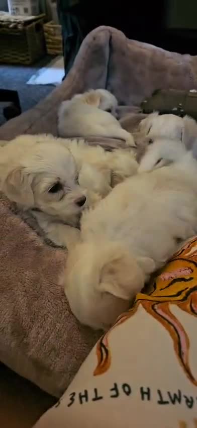 Maltese dogs for sale: 5 Male KC Maltese Puppies - Video 1