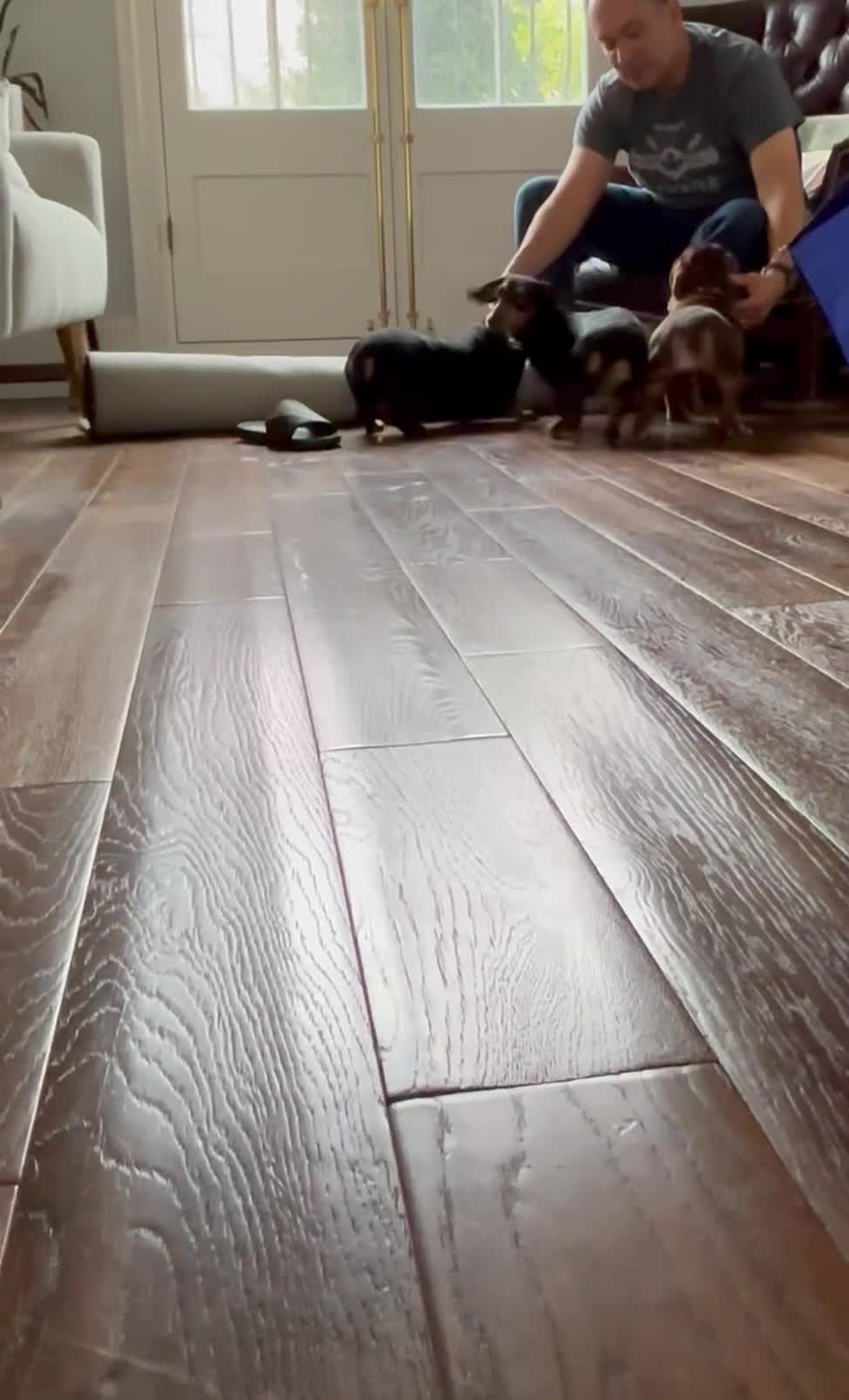 Miniature Dachshund dogs for sale: Miniature Dachshund, London, KC Registered - Video 3
