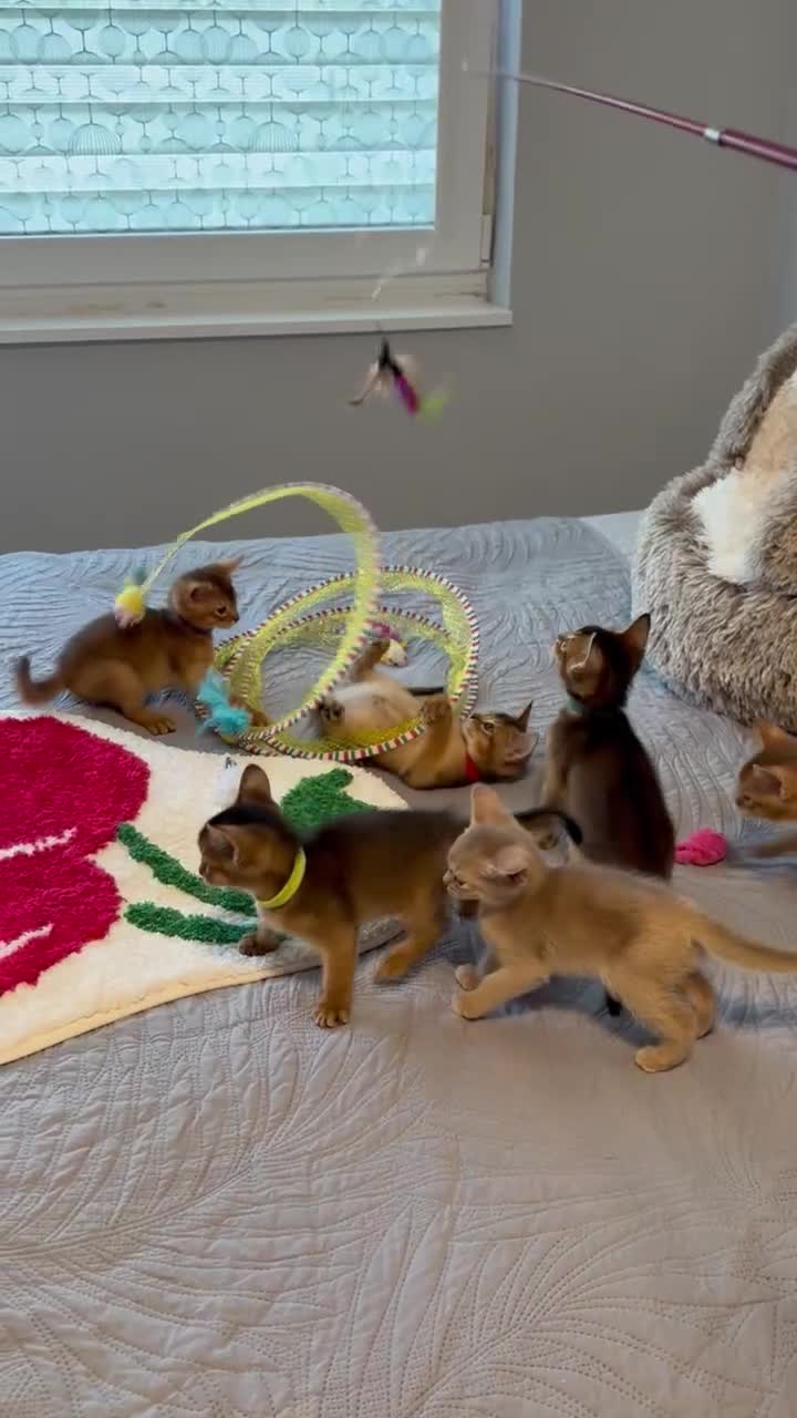 Abyssinian cats for sale: Abyssinian kittens 🌟😻🌟 - Video 2