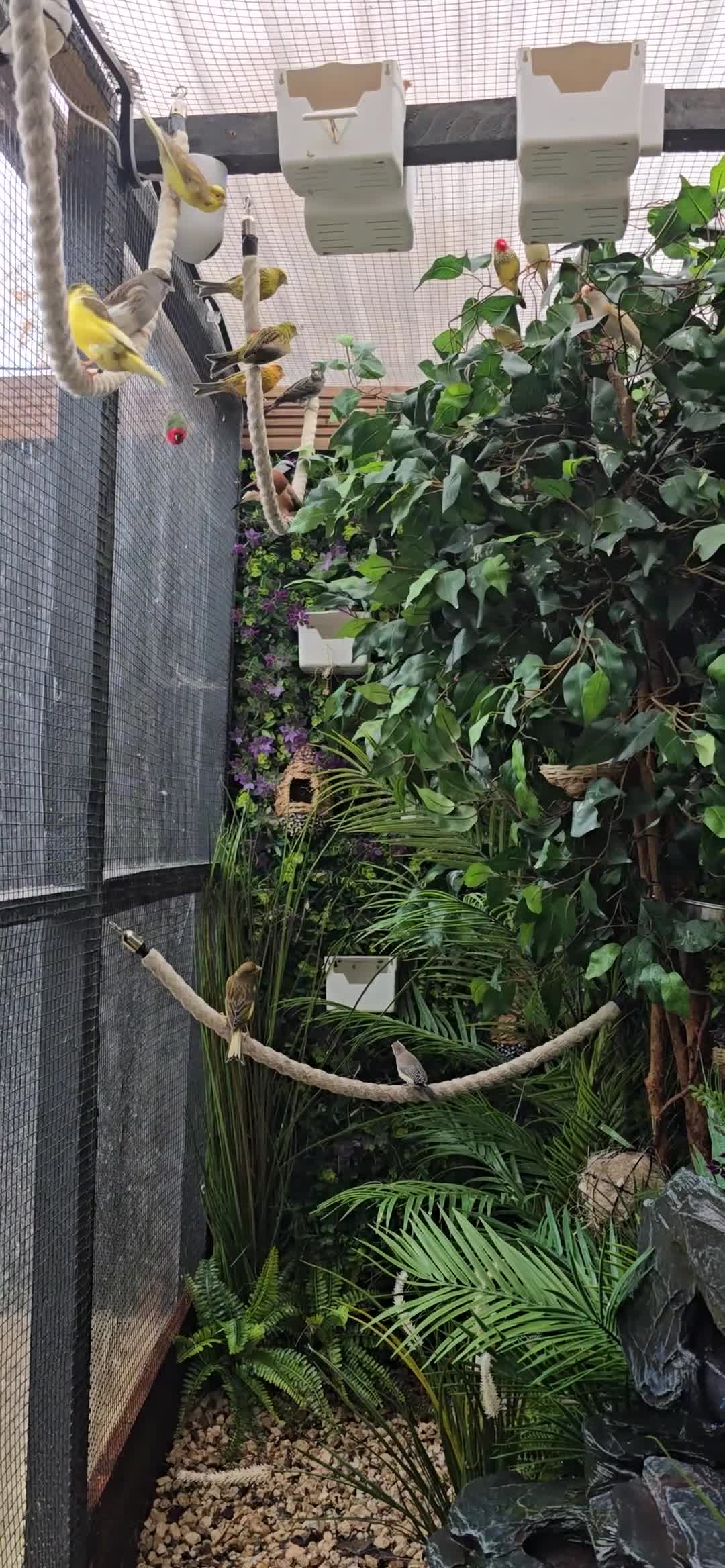 Canaries birds for sale: Various Canaries Available - Video 1