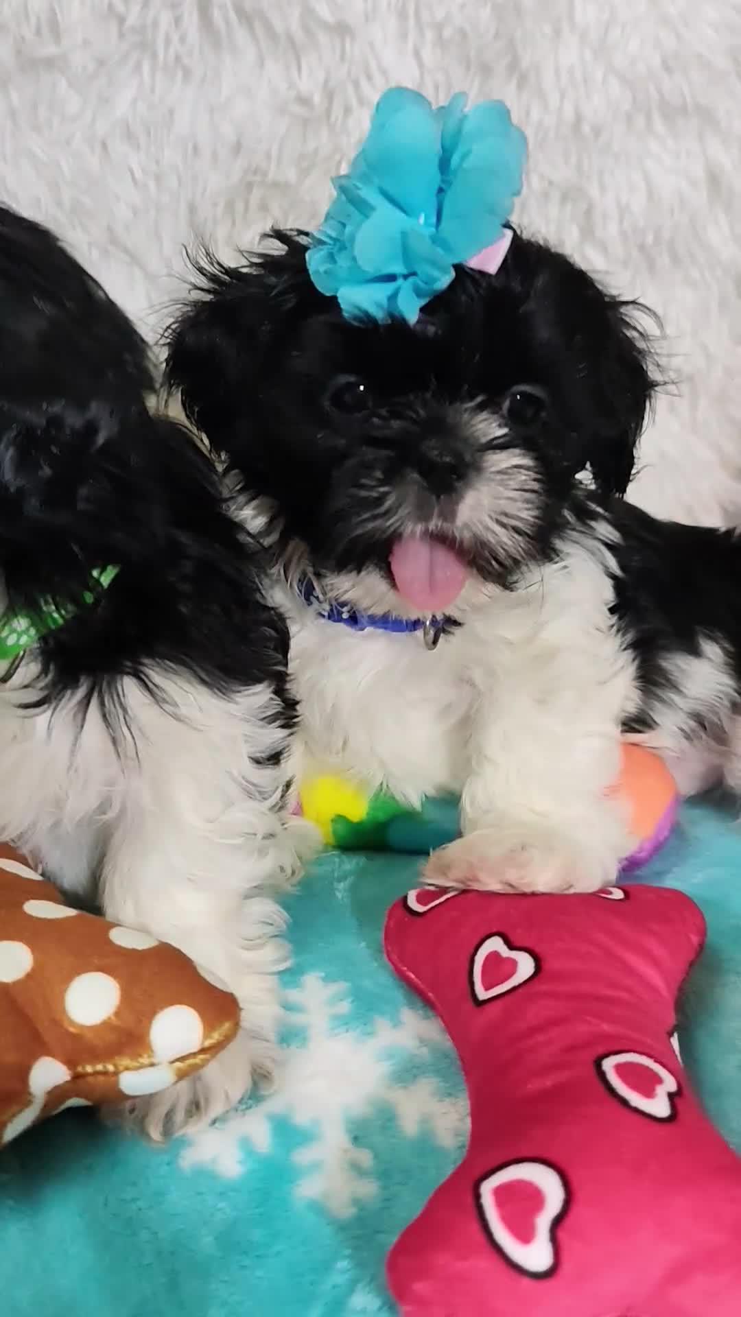 Shih Tzu dogs for sale: Shih Tzu puppies 1 boy available Redy Now!!! - Video 1