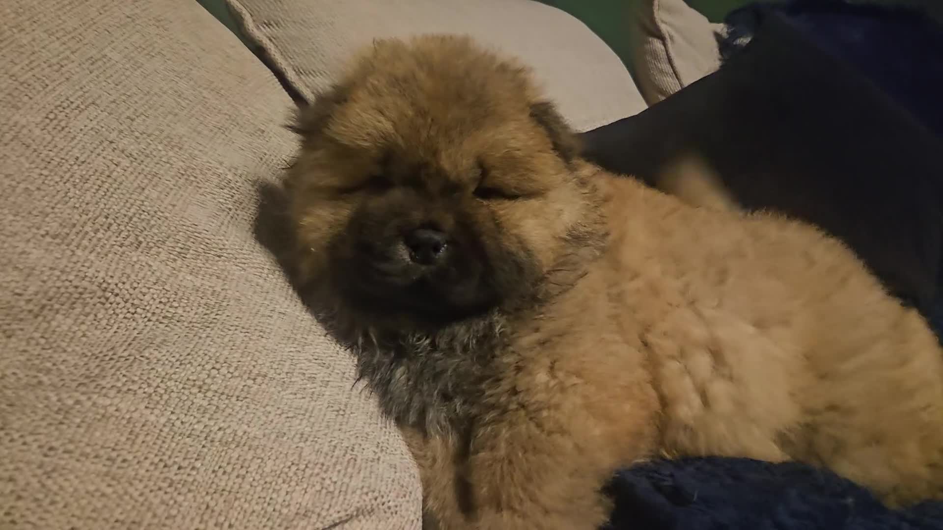 Chow Chow dogs for sale: Kc registered Chow chow puppies  - Video 2