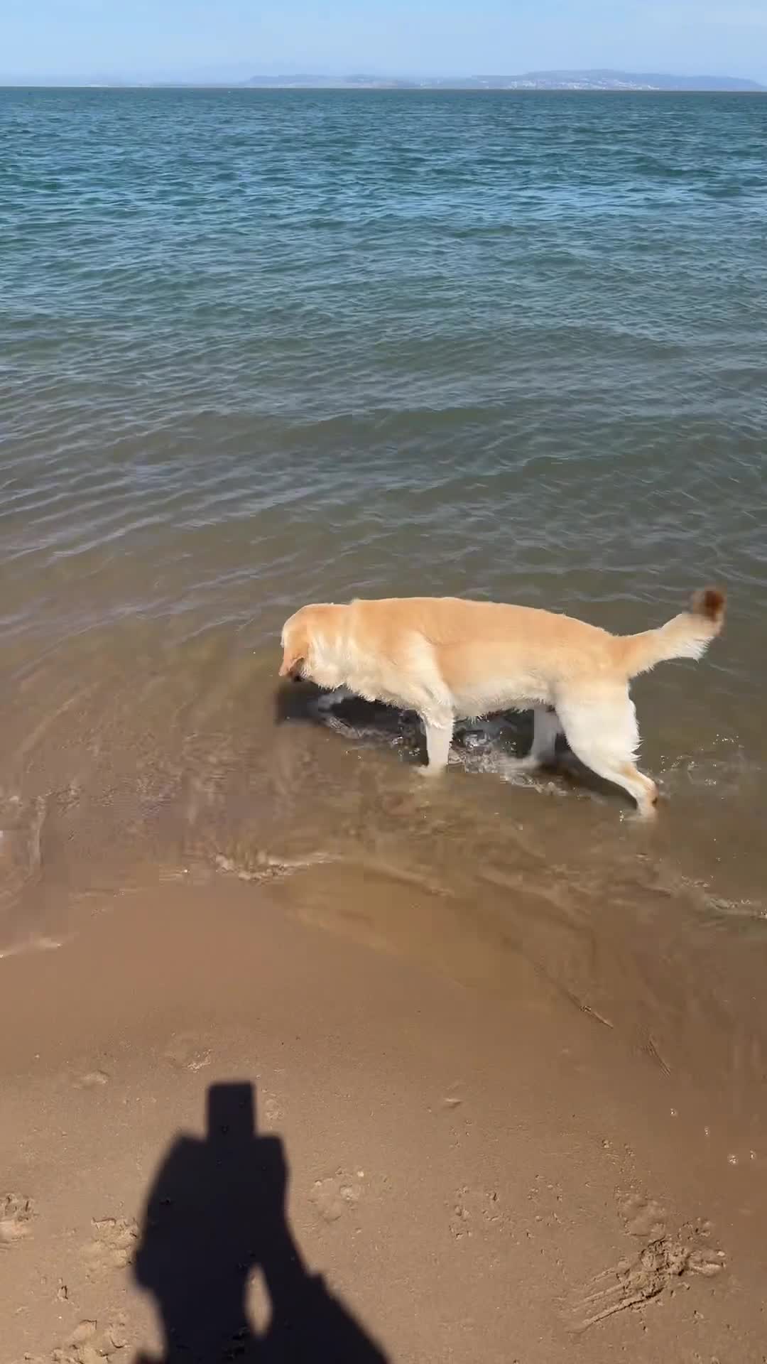 Labrador Retriever dogs for stud: Looking for a female Labrador for stud. in Harrogate - Video 1