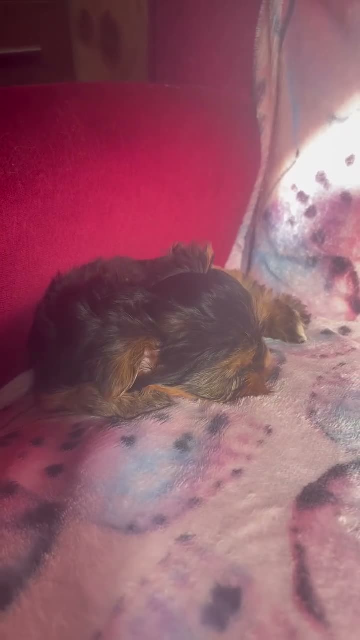 Yorkshire Terrier dogs for sale: 4 Beautiful Yorkshire Terrier Puppies  - Video 2
