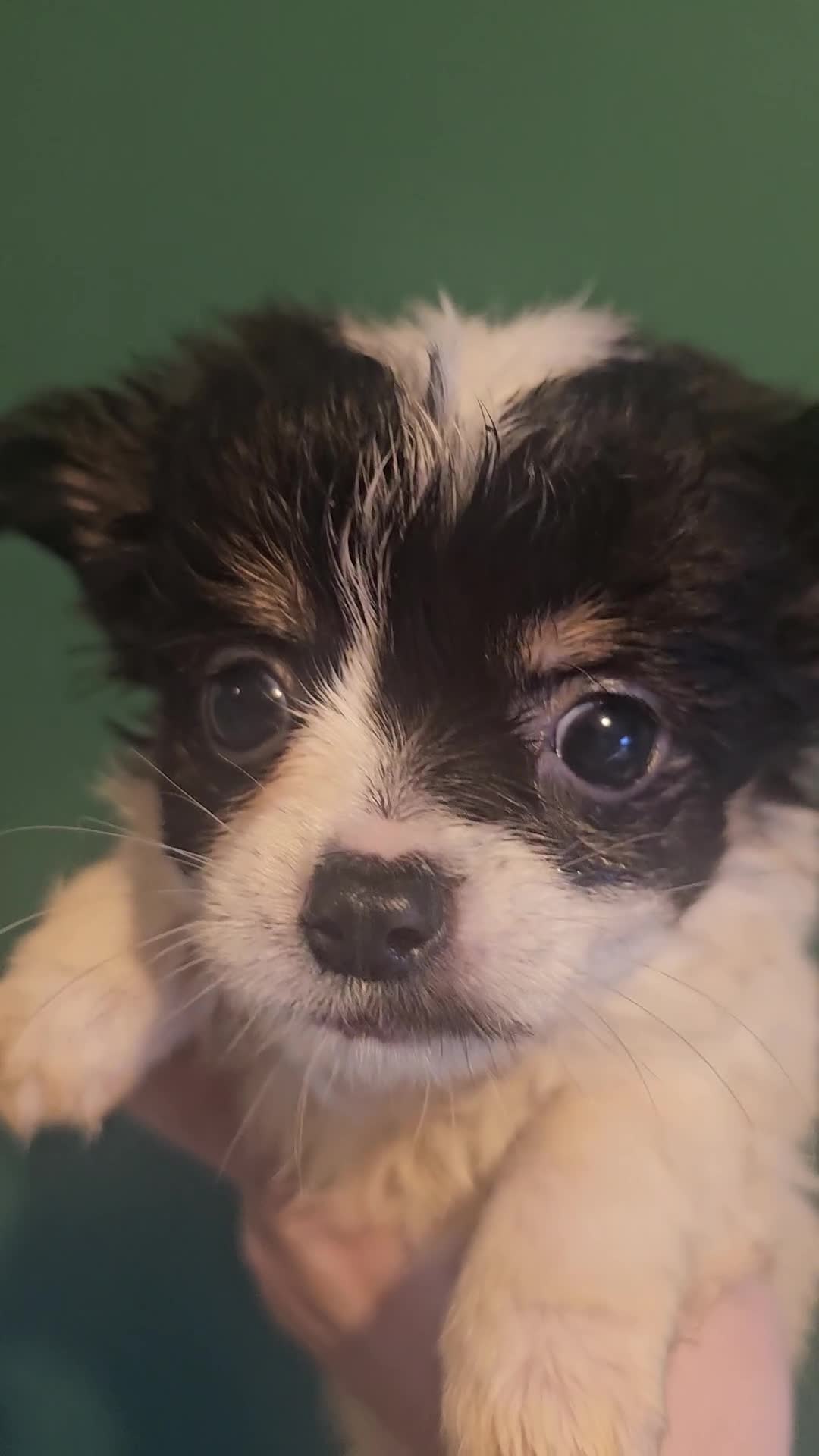 Chihuahua dogs for sale: Chihuahua Puppies Long haired and short - Video 3