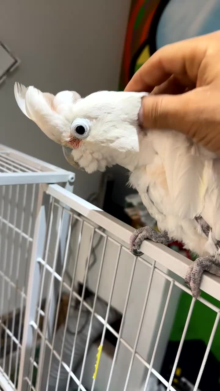 Cockatoo birds for sale: cockatoo gofins - Video 1