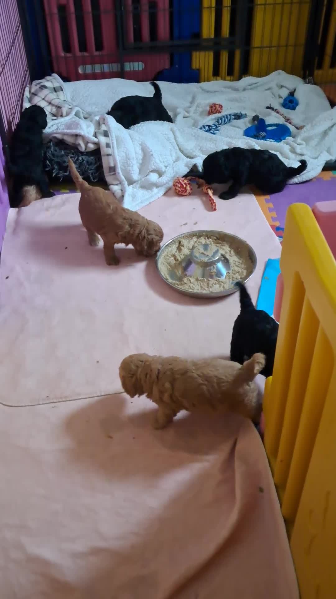 Cockapoo dogs for sale: F1 Cockerpoo's  - Video 2