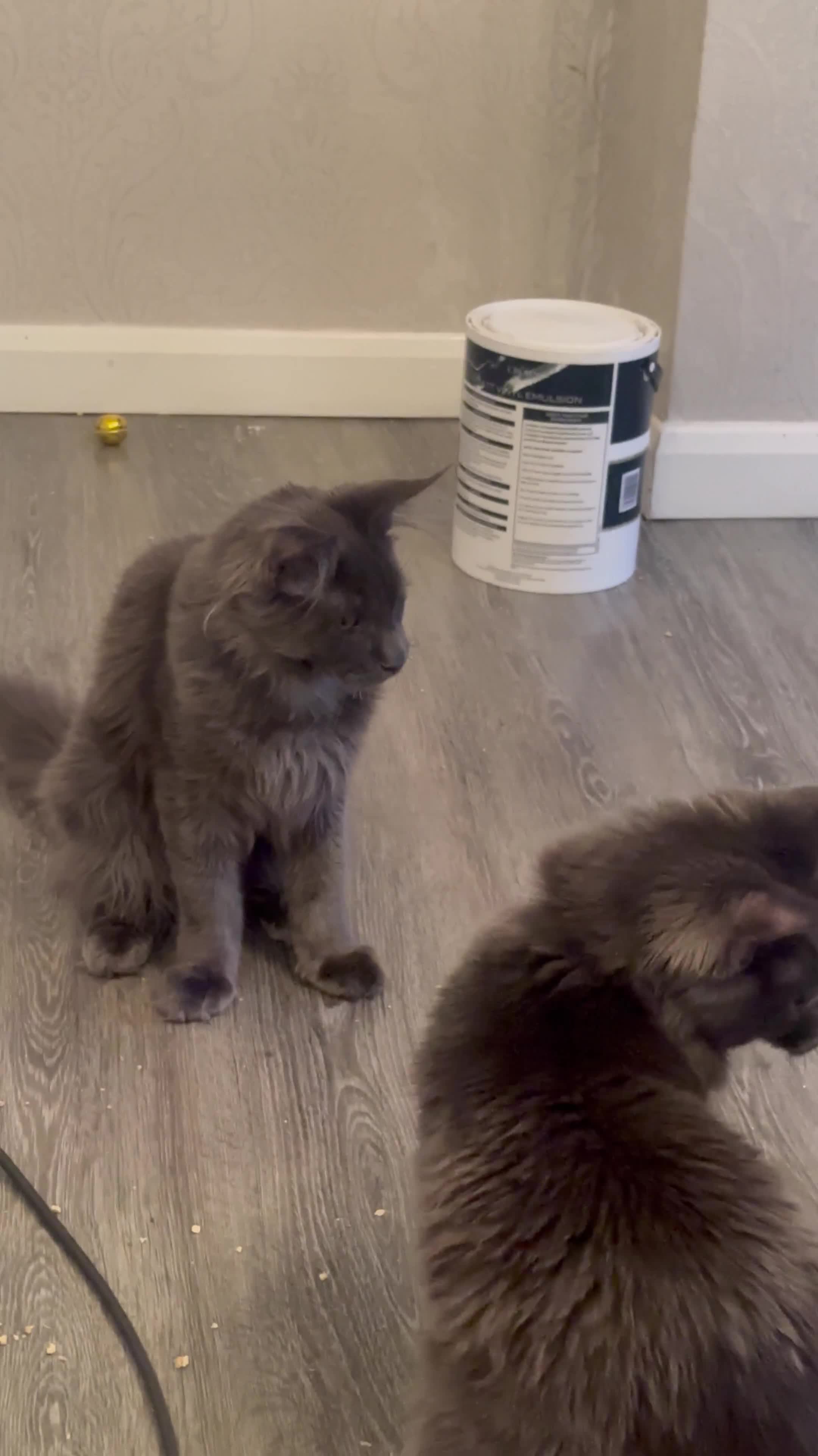 Maine Coon cats for sale: Gorgeous breeder kittens - Video 2