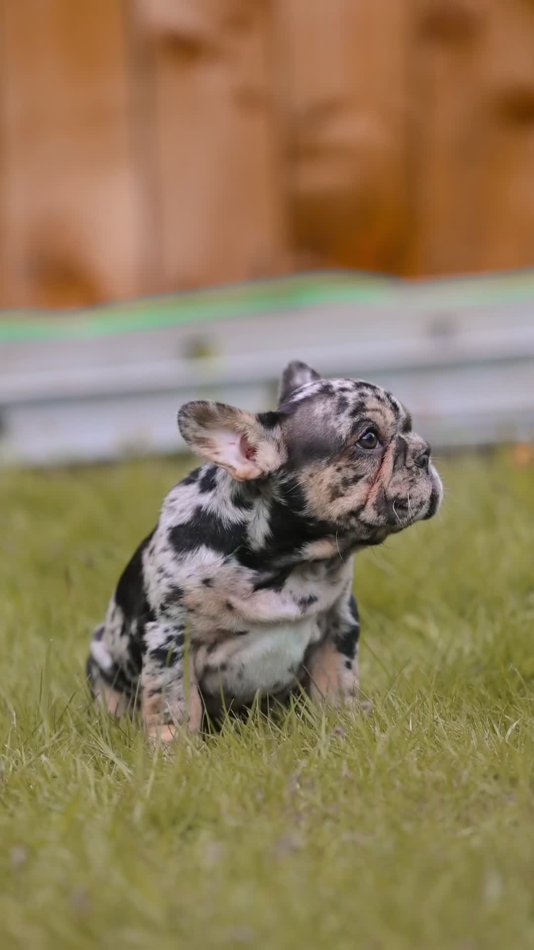 French Bulldog dogs for sale: QUALITY!! HEALTH CLEAR!! FRENCH BULLDOG PUPS!  in Durham - Video 2