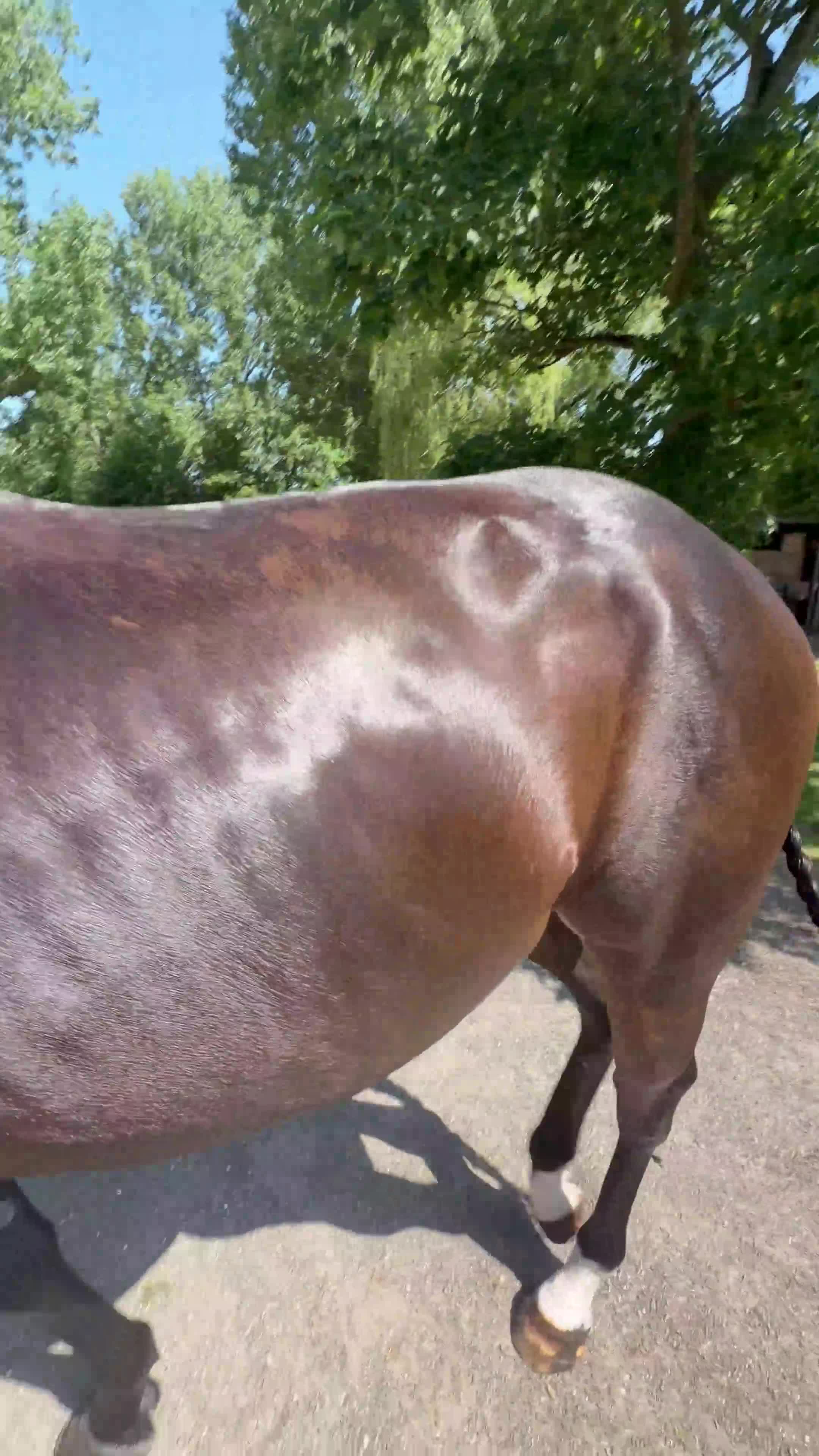 English Thoroughbred horses for sale: Sante  - Video 2