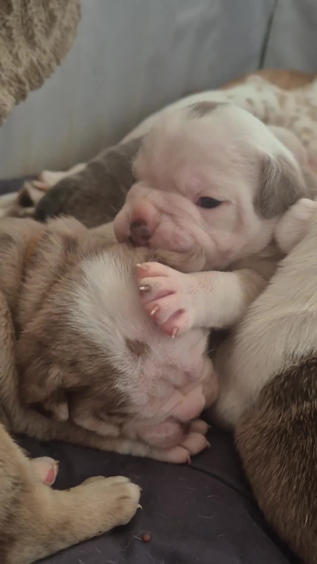 Olde English Bulldogge dogs for sale: Stunning litter of Olde English Bulldogge puppies  - Video 3